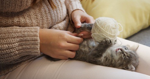 close up of a grey small kitty lying on the back and playing with a ball of thread on the woman's knees.. indoor