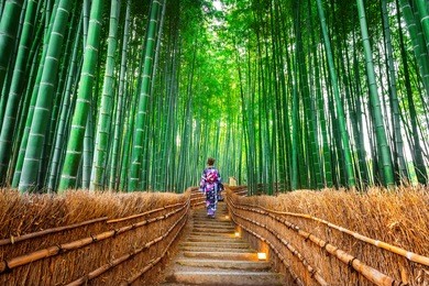 bamboo forest. asian woman wearing japanese traditional kimono at bamboo forest in kyoto, japan.