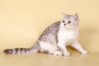 scottish straight white tabby cat