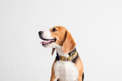 beautiful beagle dog on white background.