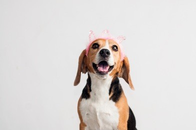 adorable, beautiful beagle dog using a pink crown on white background. 