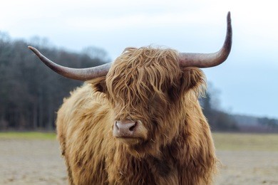 scotish highland cattle