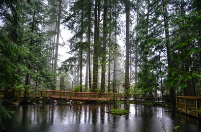 pine forest and the pond in capilano bridge park in vancouver, canada