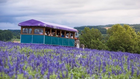 a truck in lavender field, hokkaido, japan