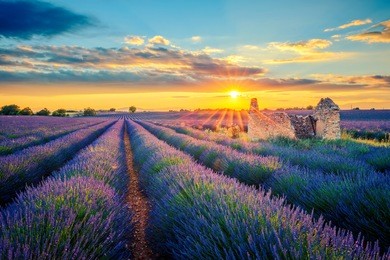 french lavender field at sunset.