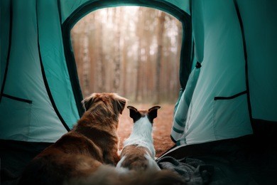 two dogs in a tent in the forest. travel with the pet. nova scotia duck tolling retriever and a jack russell terrier. adventure dog
