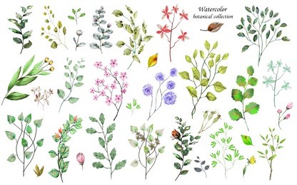 watercolor botanical collection. herbs, wild flowers and leaves. nature set