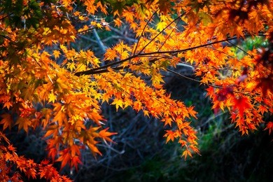 red maple leaves in autumn season with blue sky blurred background, taken from japan.