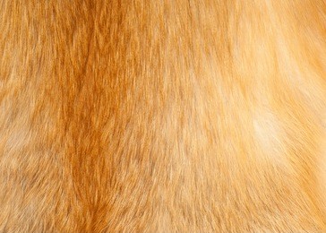 textures red fox fur. red fox shaggy fur texture cloth abstract, furry rusty texture plain surface, rough pelt background in horizontal orientation, nobody.