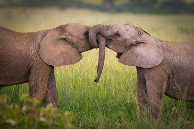 elephants in love,masai mara,kenya