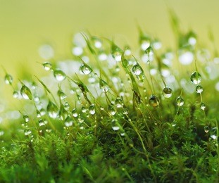 closeup moss in forest after rain
