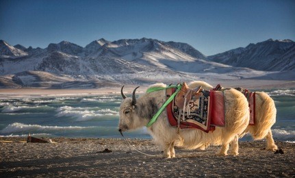 yak, namtso lake in tibet,china