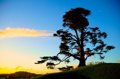 the one tree hill, auckland, nz.
