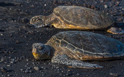 two green sea turtles ( honu ) resting on black sand beach ( punalu'u beach ) on the big island of hawaii