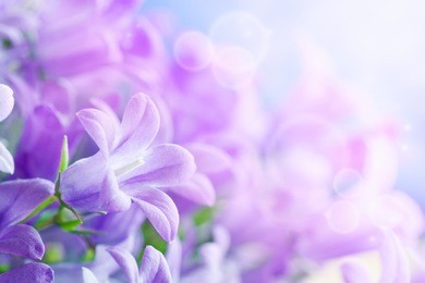 beautiful spring background with campanula bouquet.