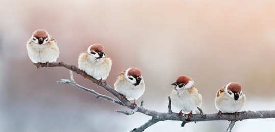 five funny little birds sparrows sitting on a branch in winter garden, hunched