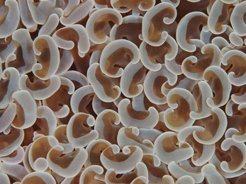 anchor bubble coral close up