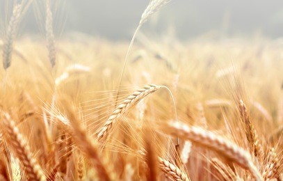 spikelets of wheat in the sunlight. wheat field