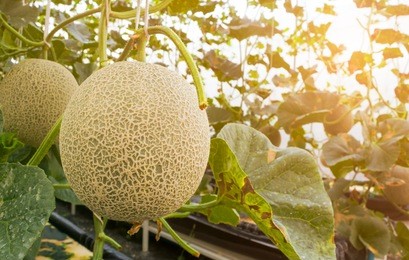 ripe melon or cantaloup fruits hanging on melon plants tree in hydroponics greenhouse farm, healthy food in nature concept background