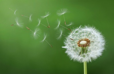 dandelion blowing seed