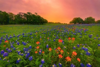 a night of excitement shooting the milky way over bluebonnets growing on a beautiful ranch in ennis, texas culminated in a brief moment of color in the sky before the spring storm clouds moved in.