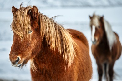 portrait of a beautiful icelandic horses, pair of a gorgeous animals in the winter outdoors, eco tourism, beauty of icelandic fauna

