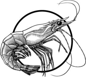 black and white engraving illustration of shrimp. circle frame can be easily removed