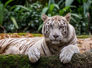 white tiger in singapore zoo