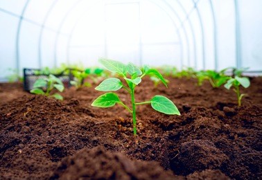 young fresh sprout in sunlight in a greenhouse. green young seedling of plant sweet pepper in a brown soil with free space for text close-up, macro.