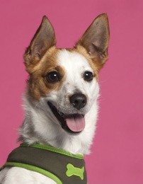 close-up of jack russell terrier in front of pink background