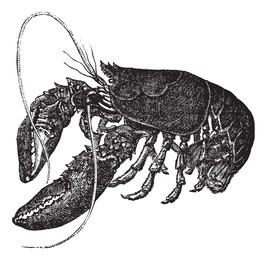 common lobster or homarus gammarus or european lobster, vintage engraving. old engraved illustration of common lobster, isolated on a white background. trousset encyclopedia