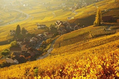 vineyard terraces in the famous lavaux wine region (unesco world heritage site since 2007) overlooking the northern shores of lake geneva, canton of vaud, switzerland