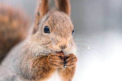 closeup shoot of red squirrel with nut on blurry forest background