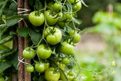green tomatoes in a garden; close up