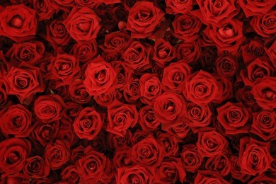 flower wall, natural red roses background.