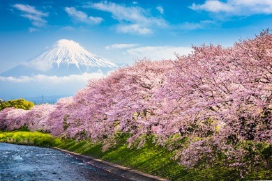 mt. fuji, japan spring landscape.