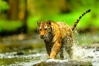 siberian tiger, panthera tigris altaica, low angle photo in direct view, running in the water directly at camera with water splashing around. attacking predator in action. tiger in taiga environment.
