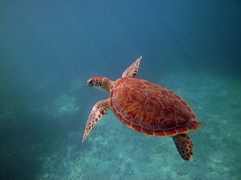turks & caicos green sea turtle swimming 