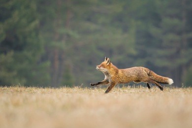 red fox running