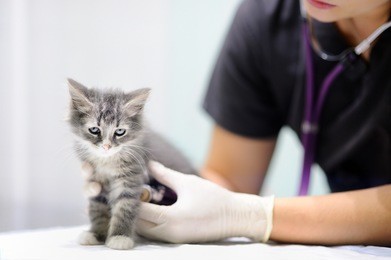 female veterinary doctor using stethoscope for cute kitten. cat in a veterinary clinic. veterinarian professional at vet clinic is examining cute cat
