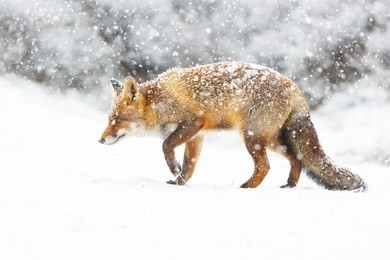 red fox in the snow