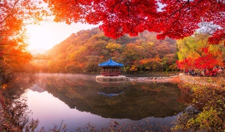 autumn maple  in naejangsan national park, south korea