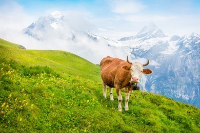 cattle on a mountain pasture. colorful morning view of bernese oberland alps, grindelwald village location. schreckhorn summit in the morning mist. switzerland, europe. instagram filter toned.
