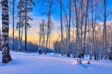 sunrise in the winter wood. gentle pink sunlight among white trunks of birch trees, snowy pines and bushes - fairy tale of winter forest
