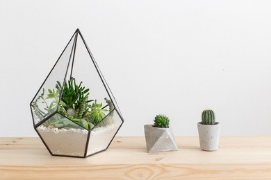 glass florarium vase with succulent plants and small cactus in a concrete geometric pots on wooden table. small garden with miniature cactuse, echeveria, crassula. home indoor plants.