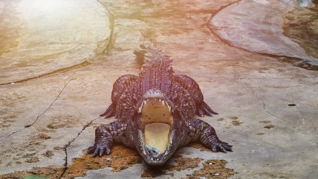 crocodile (subfamily crocodylinae) or true crocodile are large aquatic reptiles that live throughout the tropics in africa, asia, the americas and australia. which includes the alligators and caimans