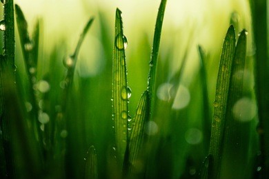 fresh green wheat after rain ,macro 