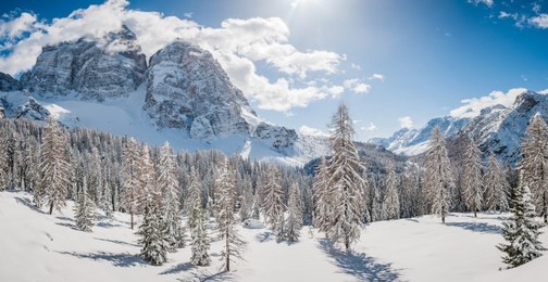 winter panorama of  fir trees covered with white snow with dolomitic mountain background, dolomites, italy