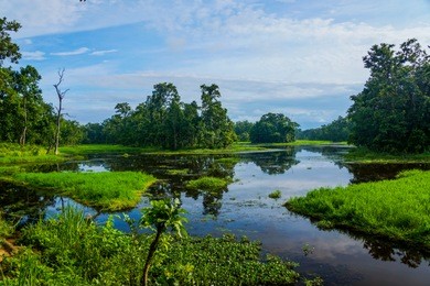 unique jungle landscape in the chitwan national park in nepal with a lake in the middle of the jungle, photographed on a clear day with great green colors of the grassland and the trees