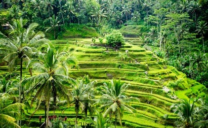 aerial view of rice terrace/ paddies near ubud, indonesia (island of bali)